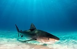 Tiger Shark at Tiger Beach. D2x 15mm. by Rand Mcmeins 